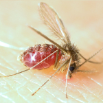 Leishmaniasis, el mal de los perros y los pobres