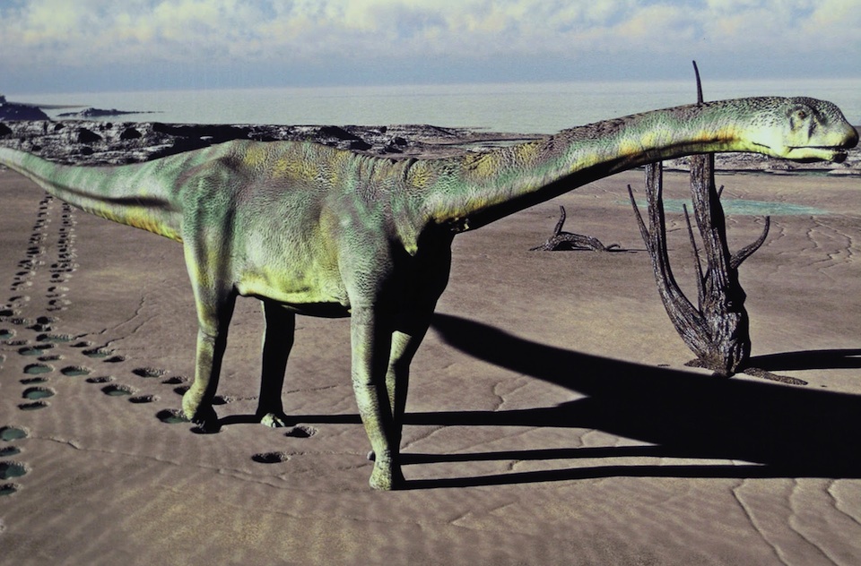 Turiasaurus reiodevensis, dinosaurio