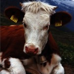 "Victoriosa" vaca clonada de segunda generación de la clon "Victoria", vivió menos de 4 meses en 2004