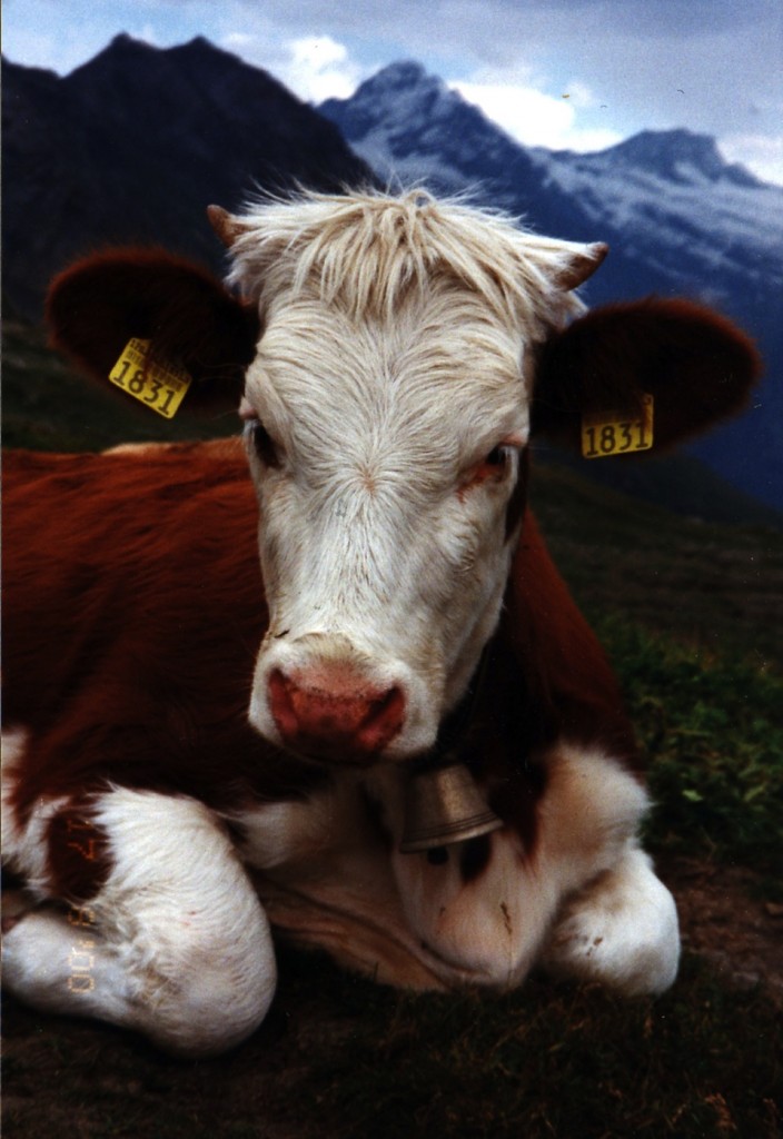 Vaca simental- Elisabeth Belik