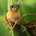 El patético destino de la hormiga zombi y otras historias de neuroparásitos