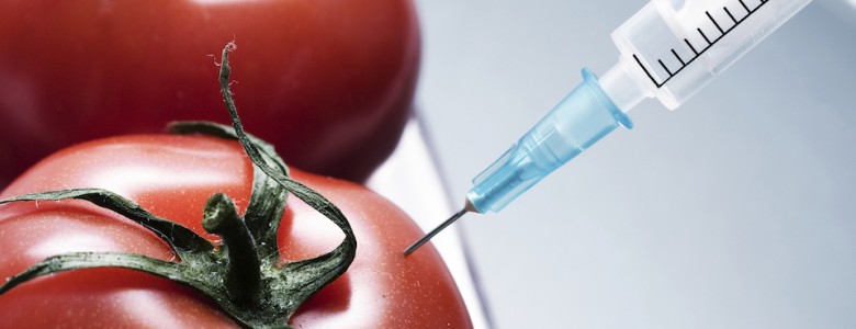 Tomates modificados genéticamente