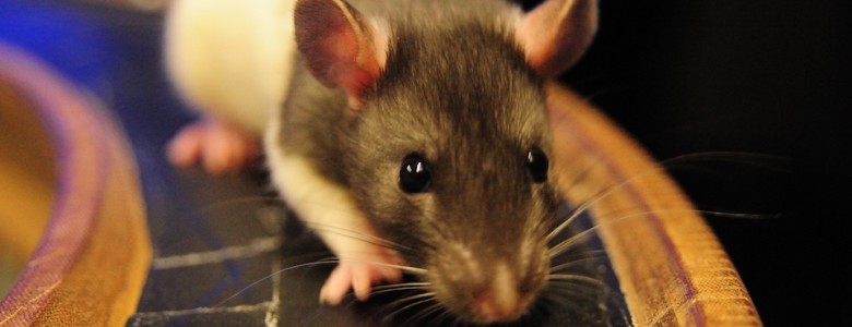 21 de mayo de 2004: Presentan un ratón con un olfato 10,000 más poderoso Ratón de laboratorio