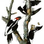 El pájaro carpintero "ivory-billed" avistado por primera vez en 2004, después que desapareció en 1944