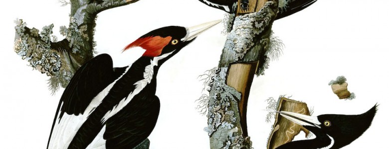 El pájaro carpintero "ivory-billed" avistado por primera vez en 2004, después que desapareció en 1944 Pájaro carpintero Ivory-billed o Pico de marfil, Campephilus principales- John James Audubon, 1827-1838