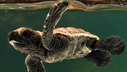5 de junio: Día mundial del medio ambiente Tortuga Marina Día Mundial del Medio Ambiente