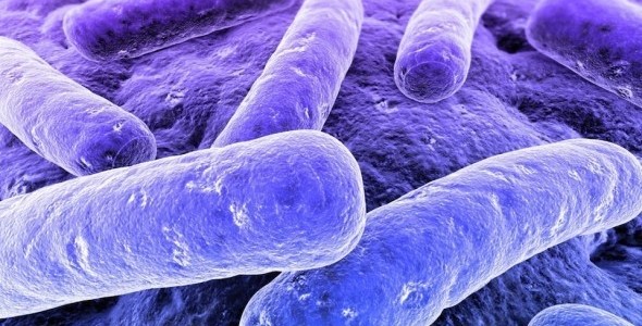 Detectan la bacteria Listeria Monocytogenes, que causa abortos y meningitis, en Culiacán, Sinaloa