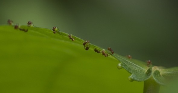 Hormigas en nectarios en una planta del género Heliocarpus - Armando Aguirre