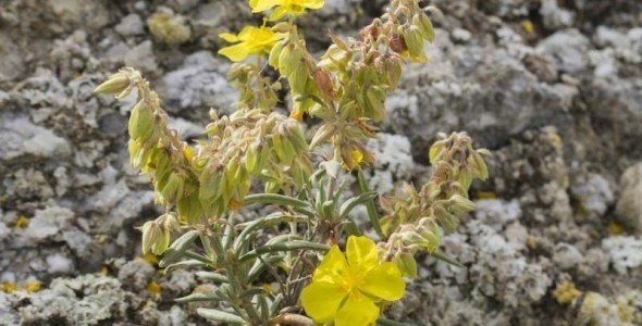 CSIC / Álef Ejemplar de romerillo (Helianthemum syriacum)