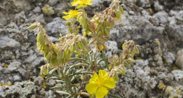 CSIC / Álef Ejemplar de romerillo (Helianthemum syriacum)