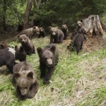 Una «escuela» para que los osos huérfanos aprendan a vivir en la naturaleza en Rumanía