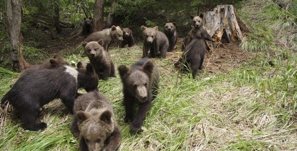 EFE / Álef Escuela para osos huerfanos en Rumania