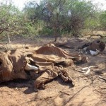 Cazadores furtivos provocaron el declive del elefante africano (VIDEO)