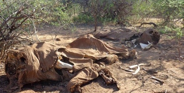 Dos elefantes adultos muertos en el norte de Kenia - Chris Leadisimo