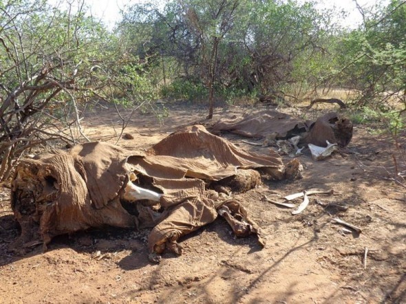 Dos elefantes adultos muertos en el norte de Kenia - Chris Leadisimo