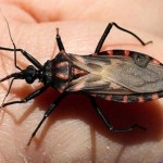 Hongos para combatir al parásito causante de la enfermedad de Chagas