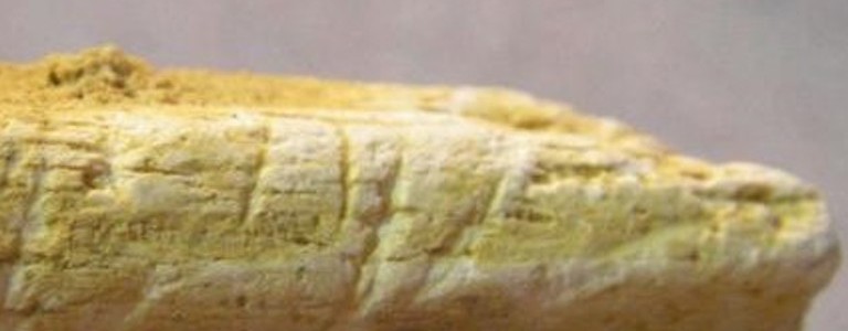 Los neandertales desaparecieron de Europa hace 40,000 años Hueso de un brazo de neandetal - Thomas Higham