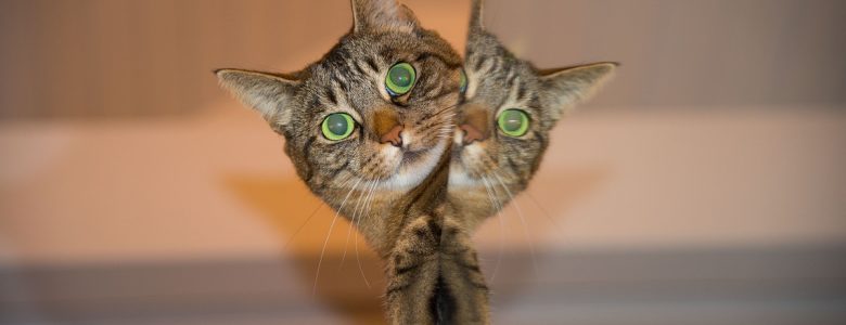 ¿Cómo fue que el gato se volvió doméstico? El gato y su imagen