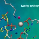 Visualizan por primera vez cómo se rompe la doble hélice de ADN (VIDEO)