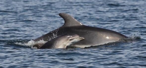 La abundancia total de delfines mulares en las islas Baleares es más pequeña de lo que se pensaba.
