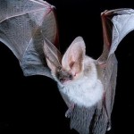 Los murciélagos orejudos alpinos necesitan entornos abruptos para vivir