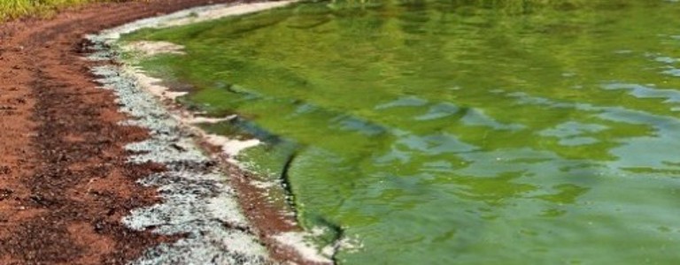 Descargas de agua residual en el Pacífico afectan ya a peces, mamíferos marinos y humanos