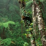 Los bosques tropicales pueden estar absorbiendo más dióxido de carbono de lo calculado