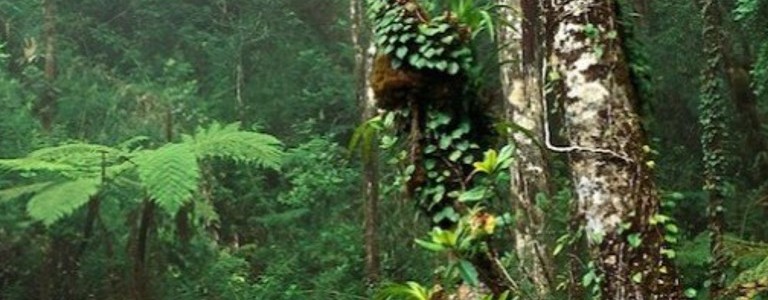 Los bosques tropicales pueden estar absorbiendo más dióxido de carbono de lo calculado