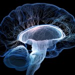Encuentran la ‘firma’ que caracteriza el estado consciente del cerebro