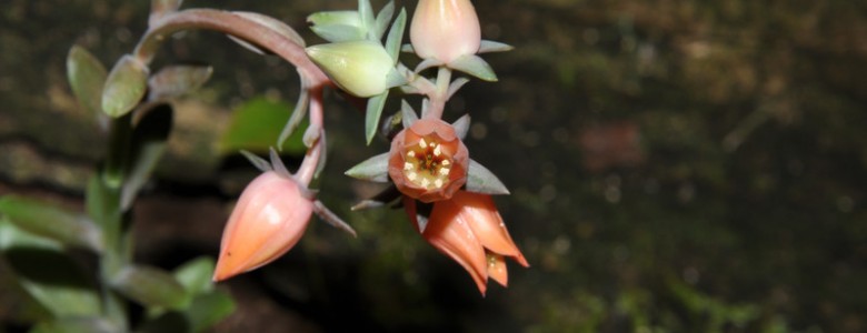 Descubren una nueva especie de planta en el volcán Colima de México
