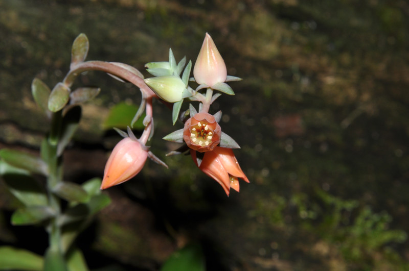 Descubren una nueva especie de planta en el volcán Colima de México