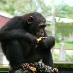 El chimpancé de Nigeria: en riesgo inminente de desaparecer