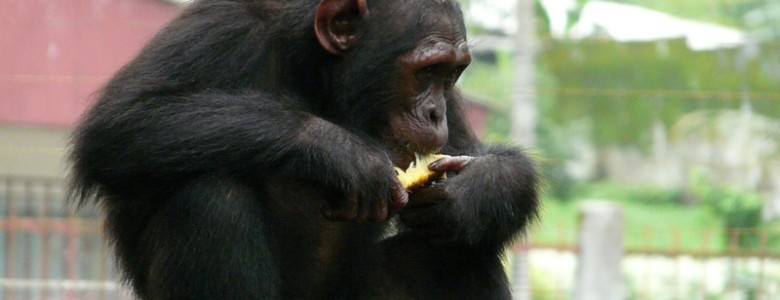 El chimpancé de Nigeria: en riesgo inminente de desaparecer