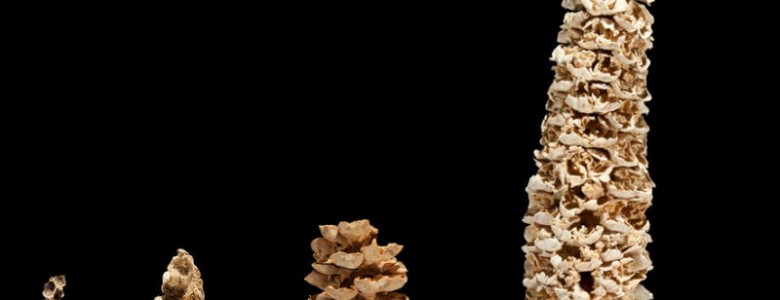 El maíz mexicano llegó hace 4000 años al sureste de los E.E.U.U. a través de la Sierra Madre.