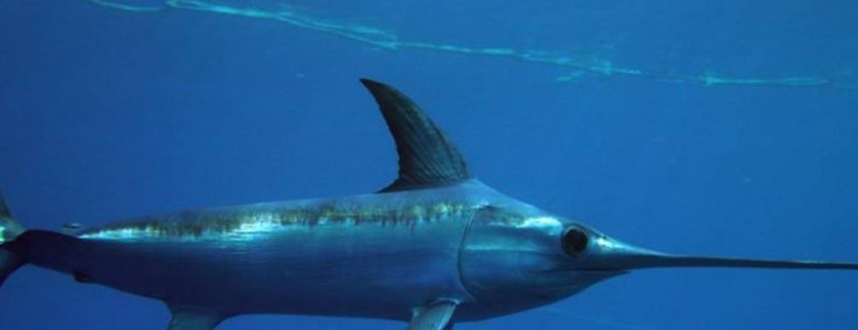 El pez espada del Atlántico se recupera gracias a la protección internacional.