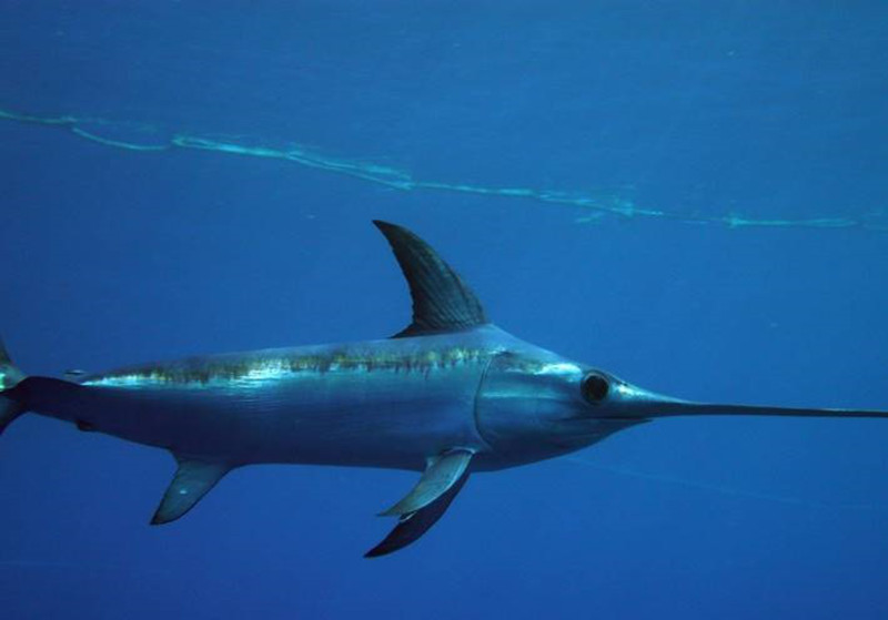 El pez espada del Atlántico se recupera gracias a la protección internacional.