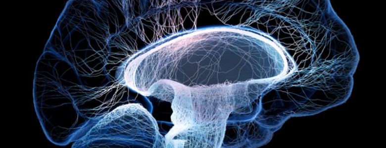 Encuentran la ‘firma’ que caracteriza el estado consciente del cerebro