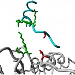 Un estudio ayuda a entender el funcionamiento del ‘interruptor’ de las proteínas