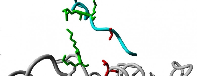 Un estudio ayuda a entender el funcionamiento del 'interruptor' de las proteínas