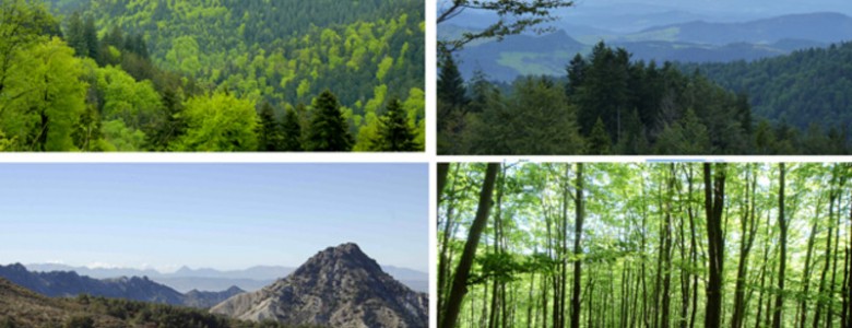 Bosques Mediterráneos- Fernando Valladares