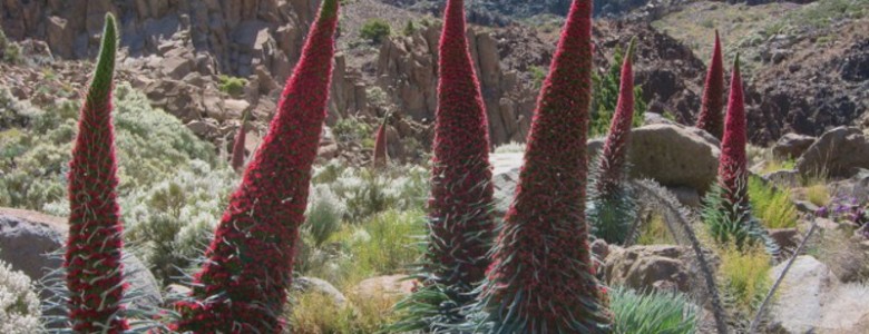 La abeja de la miel, peligrosa para la flora y fauna del parque Teide, en España.