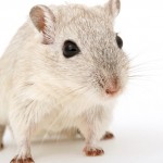 La oxitocina mejora el comportamiento social de ratones con autismo