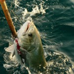 Los daños de la pesca recreativa en el Mediterráneo, mayores de lo calculado.