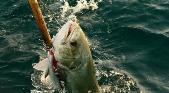 Los daños de la pesca recreativa en el Mediterráneo, mayores de lo calculado.
