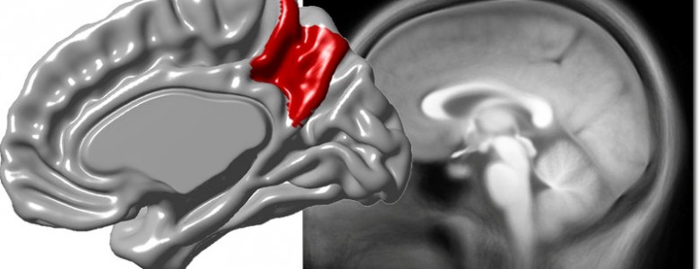 La variabilidad del precúneo del cerebro está asociada a la corteza cerebral
