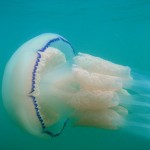 Las medusas no siempre se dejan llevar: pueden nadar a contracorriente
