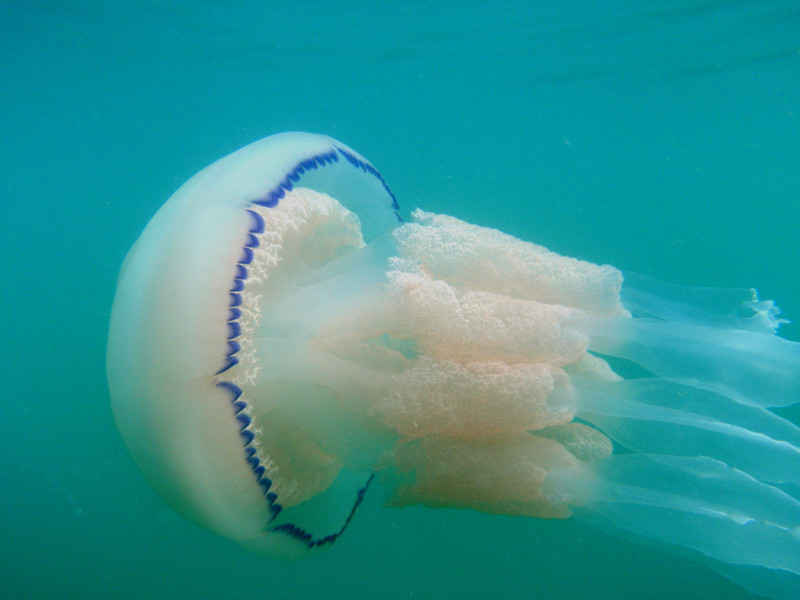 Las medusas no siempre se dejan llevar: pueden nadar a contracorriente
