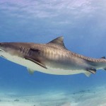 Los ejemplares jóvenes de tiburón tigre se quedan cerca de la costa brasileña