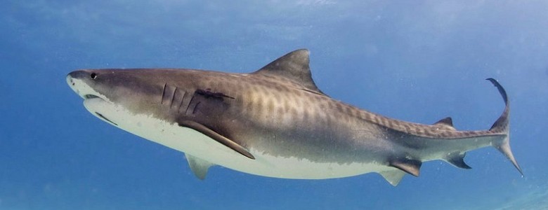Los ejemplares jóvenes de tiburón tigre se quedan cerca de la costa brasileña