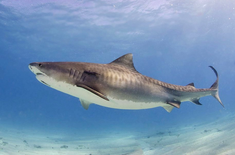 Los ejemplares jóvenes de tiburón tigre se quedan cerca de la costa brasileña